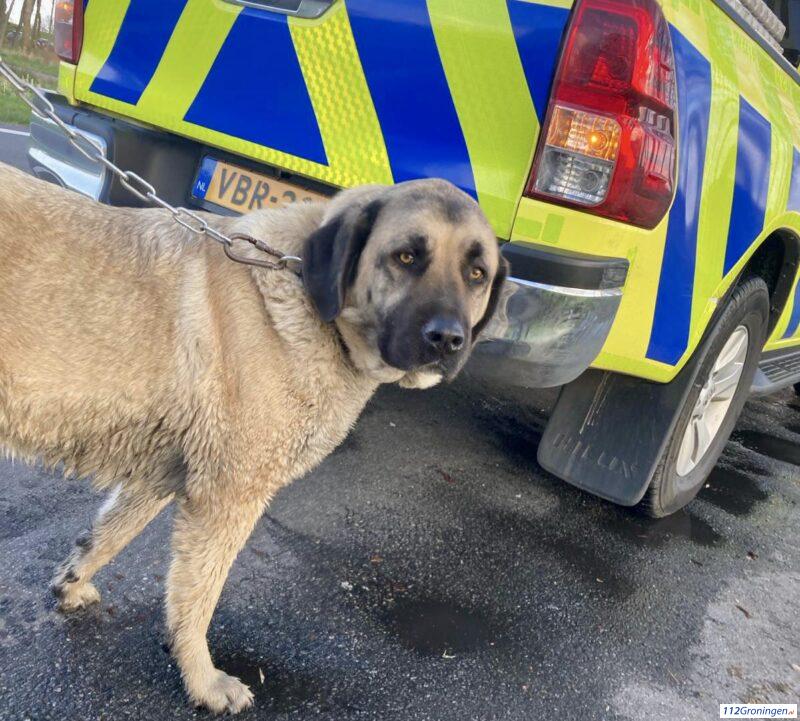 Hond Gevangen In De Berm Van De Snelweg 112groningen Actueel Nieuws