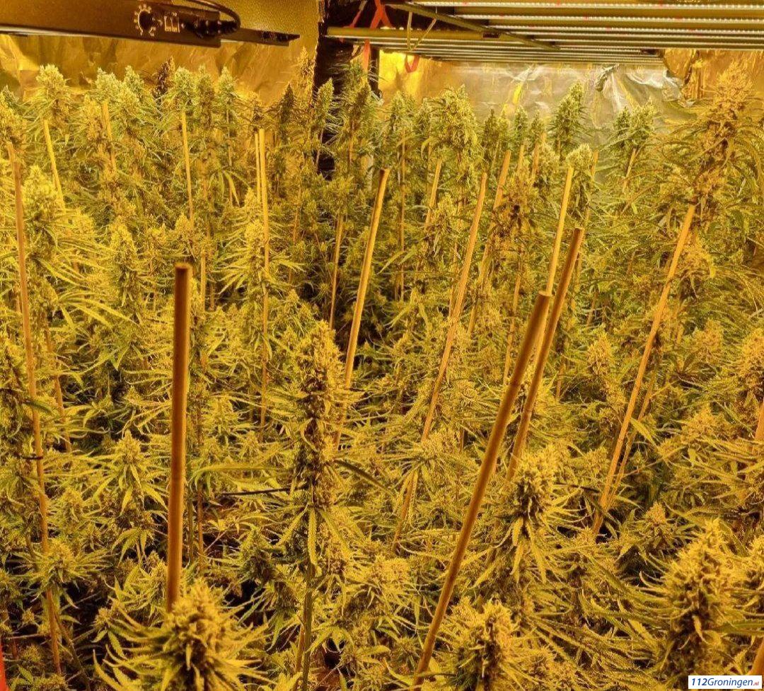 324 hennepplanten aangetroffen bij inval in gemeente Pekela