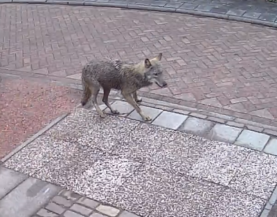 wolf