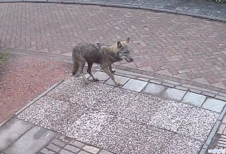 wolf